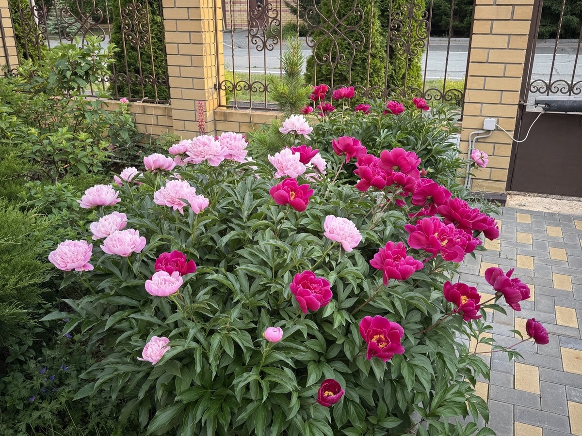 Фото автора канала Дом с кипарисами