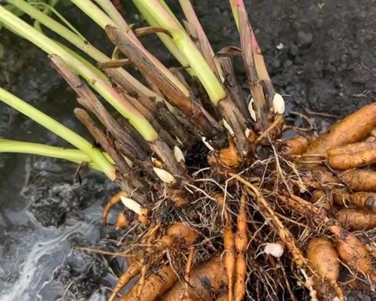 Корневище пиона. Фото автора канала Дом с кипарисами