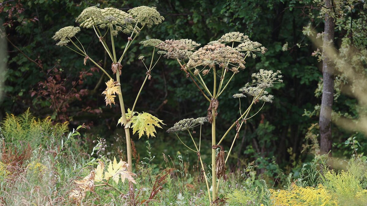    Фото: Petrov Sergey/globallookpress.com