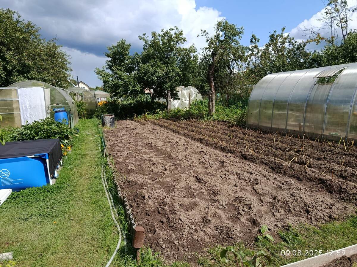 родители сажают много картошки, на всю зиму. На 9 августа начали копать, фитофтора