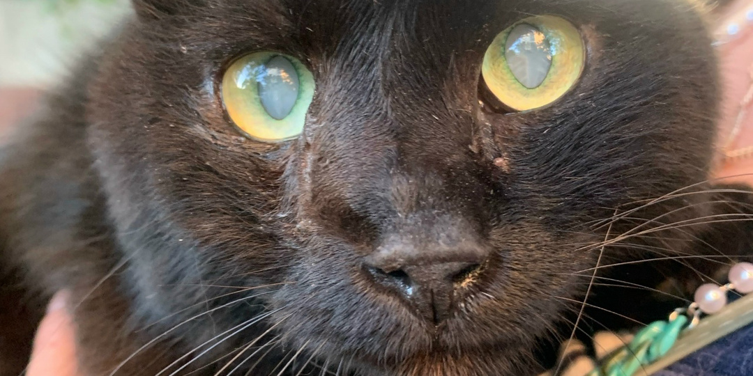 О судьбе этого кота можно снимать сериал.