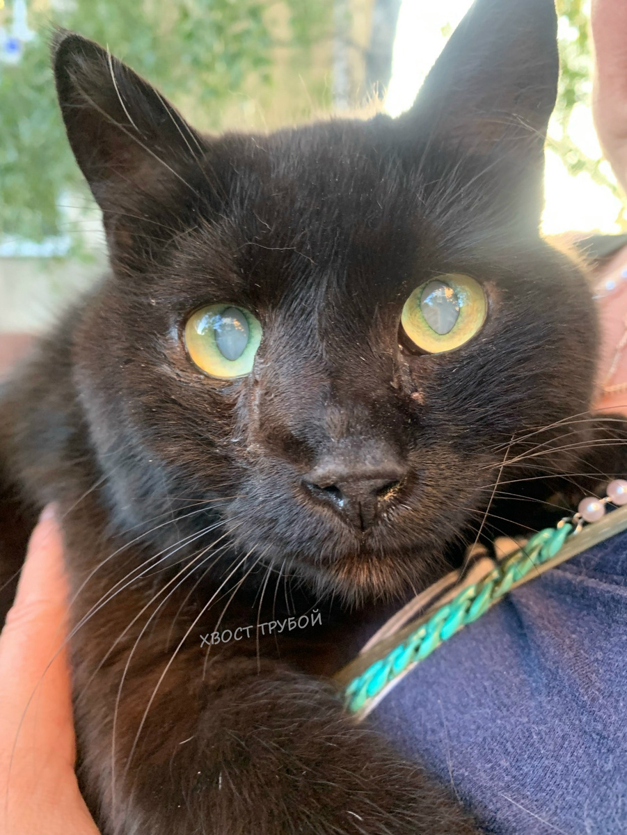 А это уже настоящий Мортик.