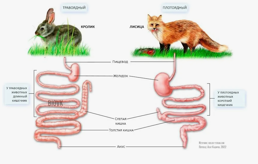 ЖКТ травоядных и хищников (фото из интернета)