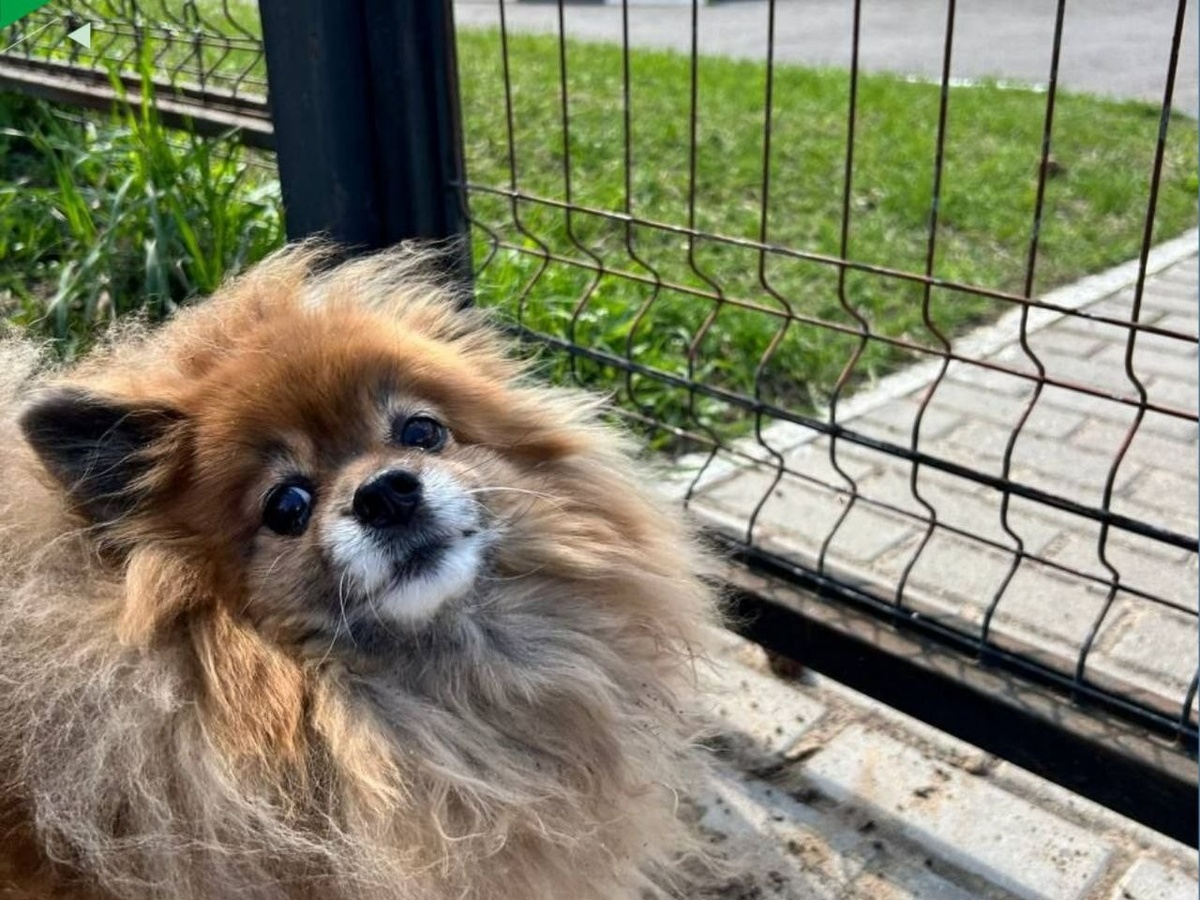 Фото: Госветобъединение Казани