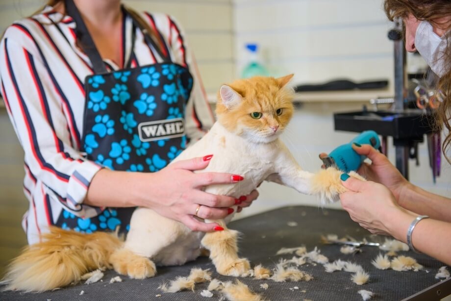    Сразу раскрою тайну: нет, вы не помогаете коту/кошке легче пережить жару, когда состригаете шерсть. Источник изображения: koshka.top