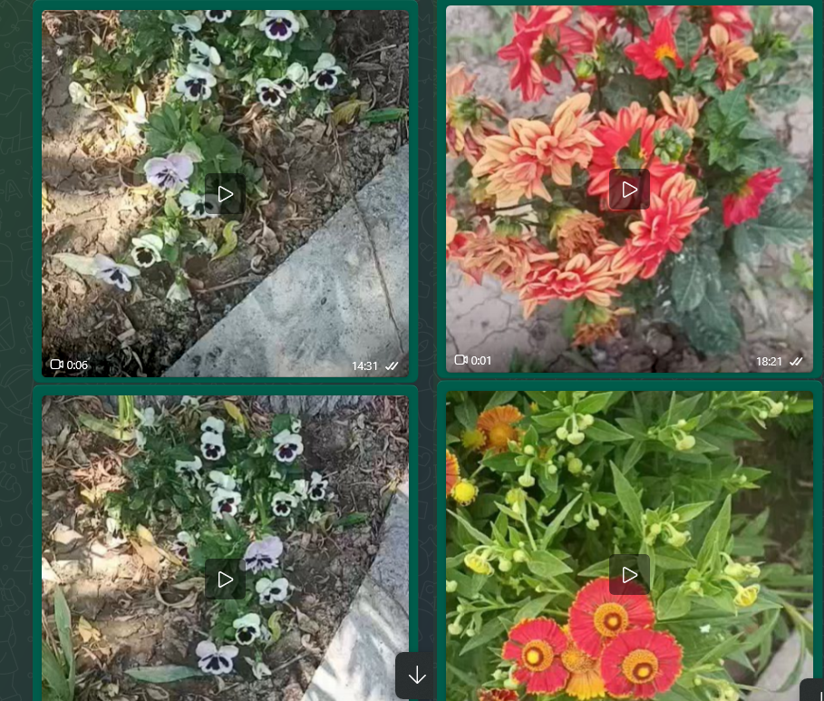 Несколько примеров цветов, которые я отправлял подруге.