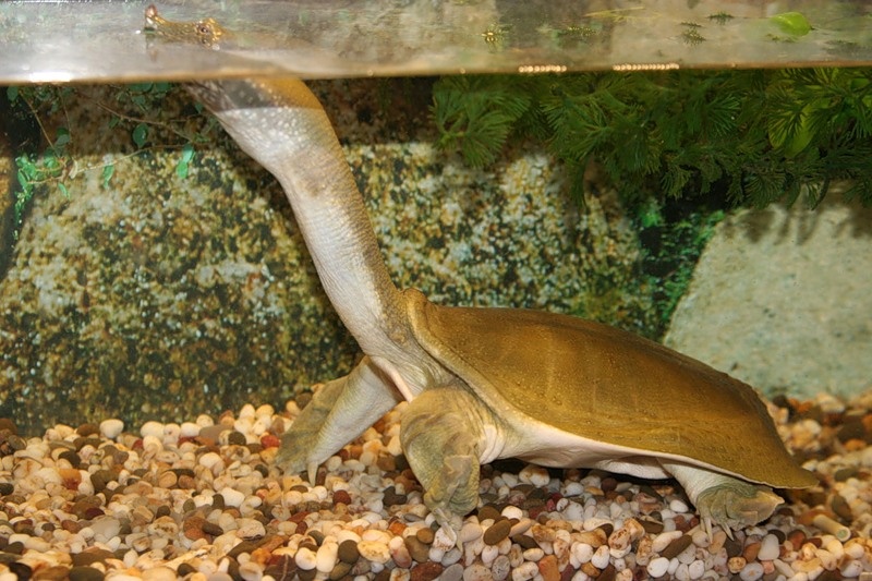 Мастер маскировки и засады. Так трионикс проводит большую часть своего времени в ожидании добычи.