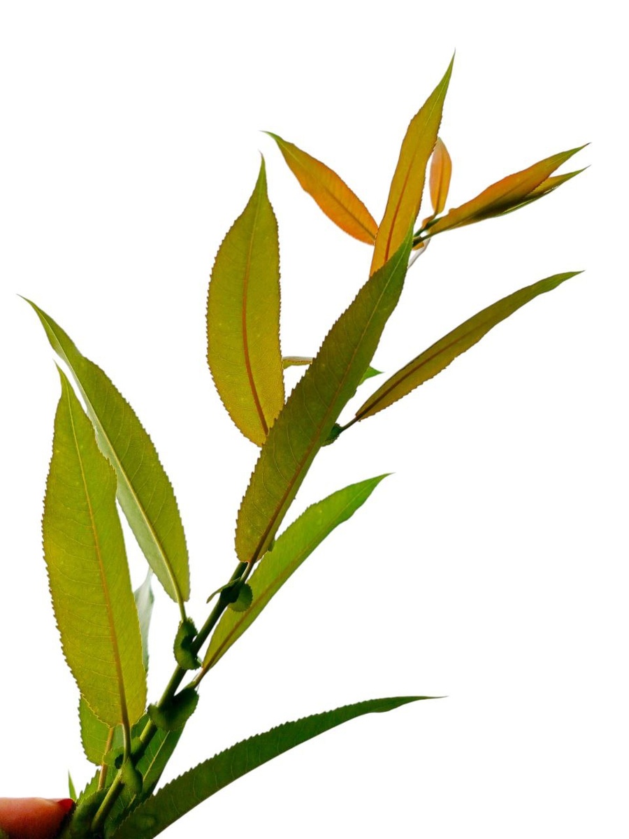 Ива Американская/Salix americana /Salix americana Hо́dt/Salix eriocephala x Salix petiolaris.