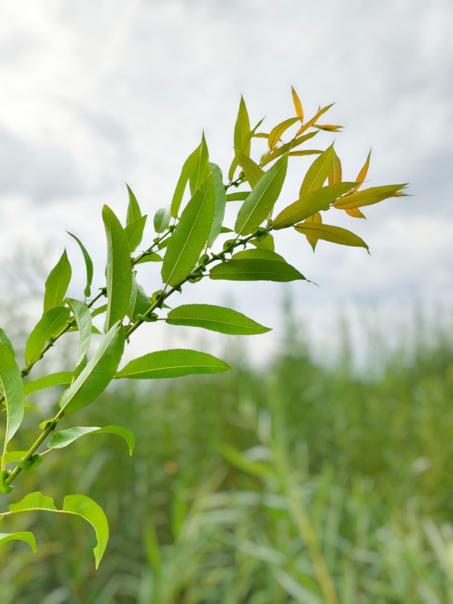 Ива Американская/Salix americana /Salix americana Hо́dt/Salix eriocephala x Salix petiolaris.