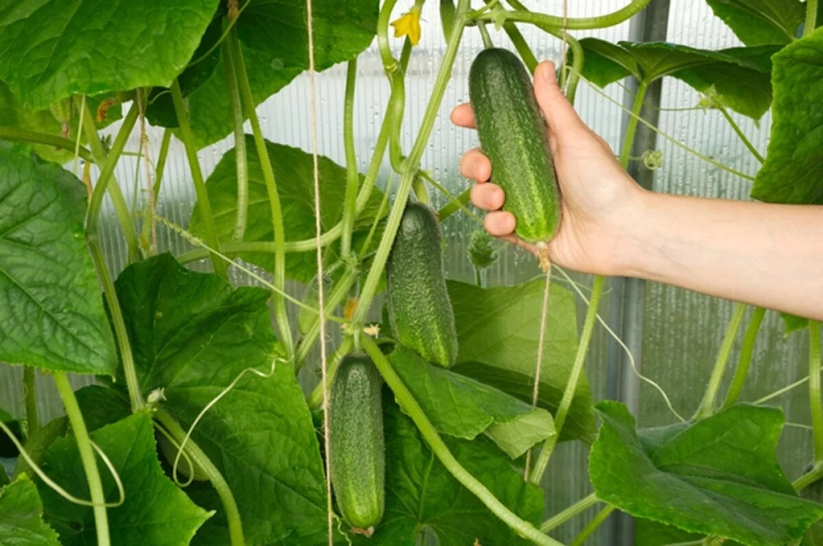    Распространённая проблема огородников к концу лета — горькие огурцы.