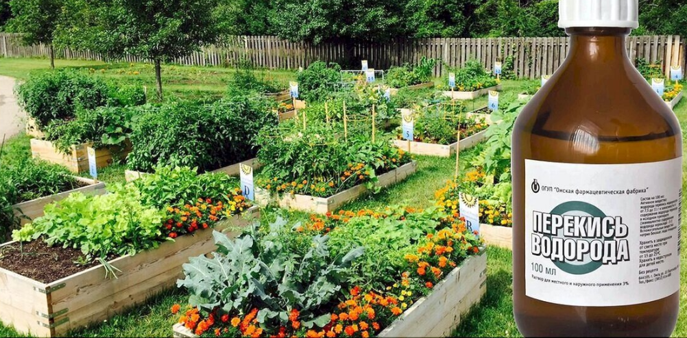 13 способов использования перекиси водорода в дачных делах: мой опыт и рабочие рецепты