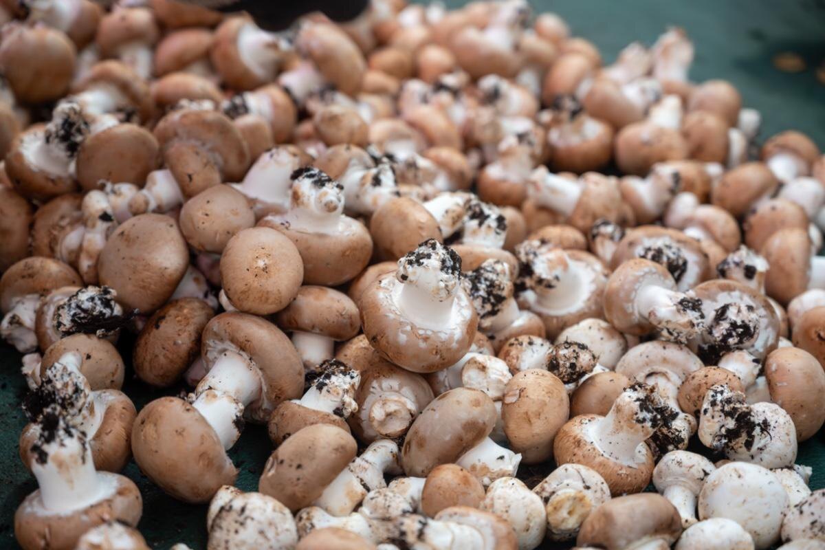 barmalini / Shuttersock / FOTODOM📷Шампиньоны