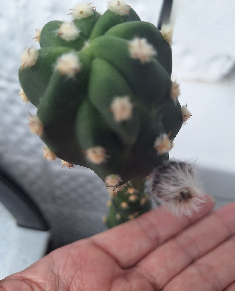 Фотоколлаж - собственность автора канала "ТАК НАДО".