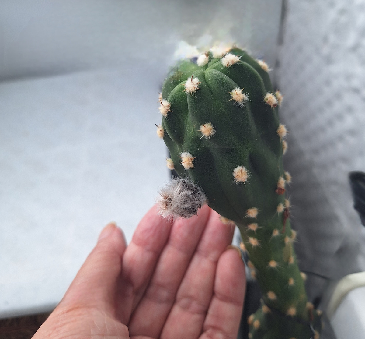 Фотоколлаж - собственность автора канала "ТАК НАДО".