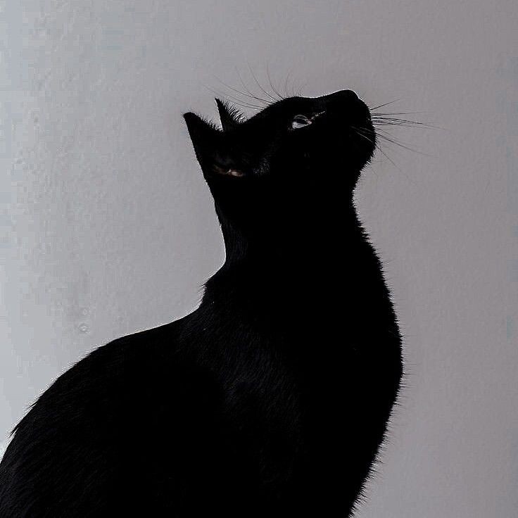 Вы, наверное, задавались вопросом о том, как появились кошки, и есть ли у них своя история. Я с радостью поделюсь с вами несколькими интересными фактами о кошках.