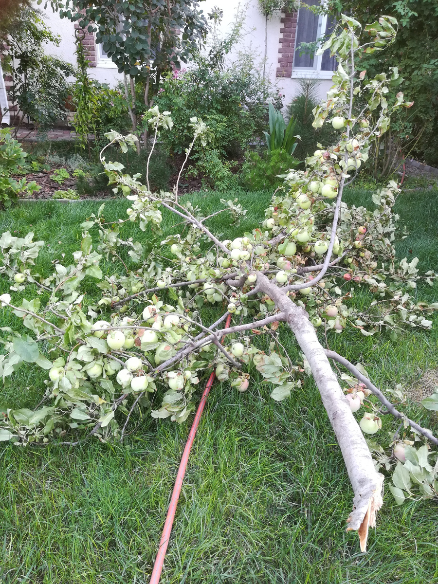 Ну то есть она даже привять успела, такая хозяйка внимательная.