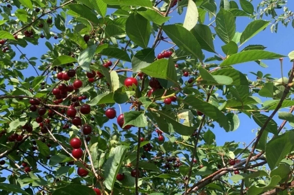    Селекционер Шеметов рассказал, как вырастить вишню в северных условиях