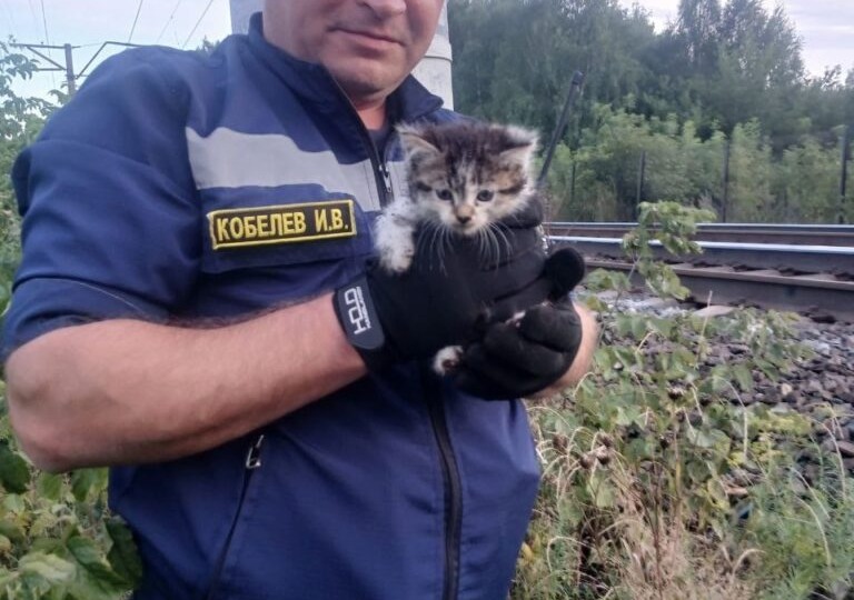 Спасатели вытащили котенка, упавшего на дно сломанного бетонного столба в Кунгуре