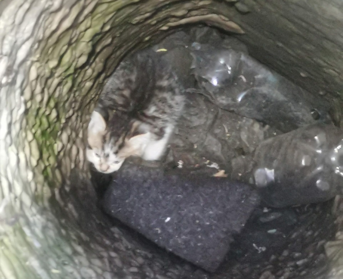    Фото: Поисково – спасательная служба КМО(16+). / VK Полина Анкушина