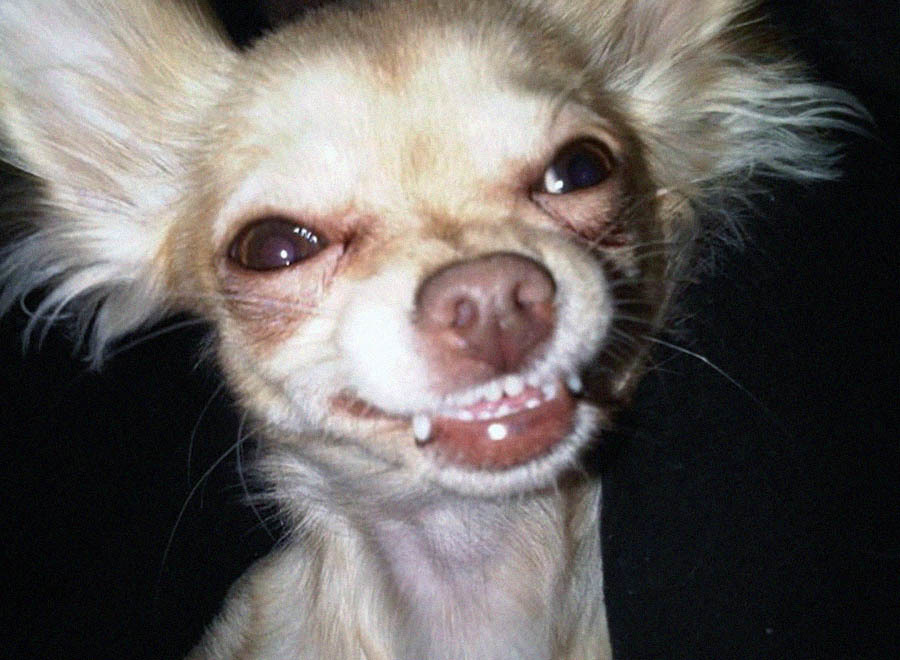 -А нечего порядочным леди под хвост заглядывать!