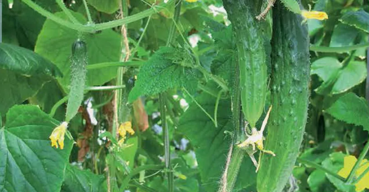 сорта огурцов для позднего урожая Атлет ф1