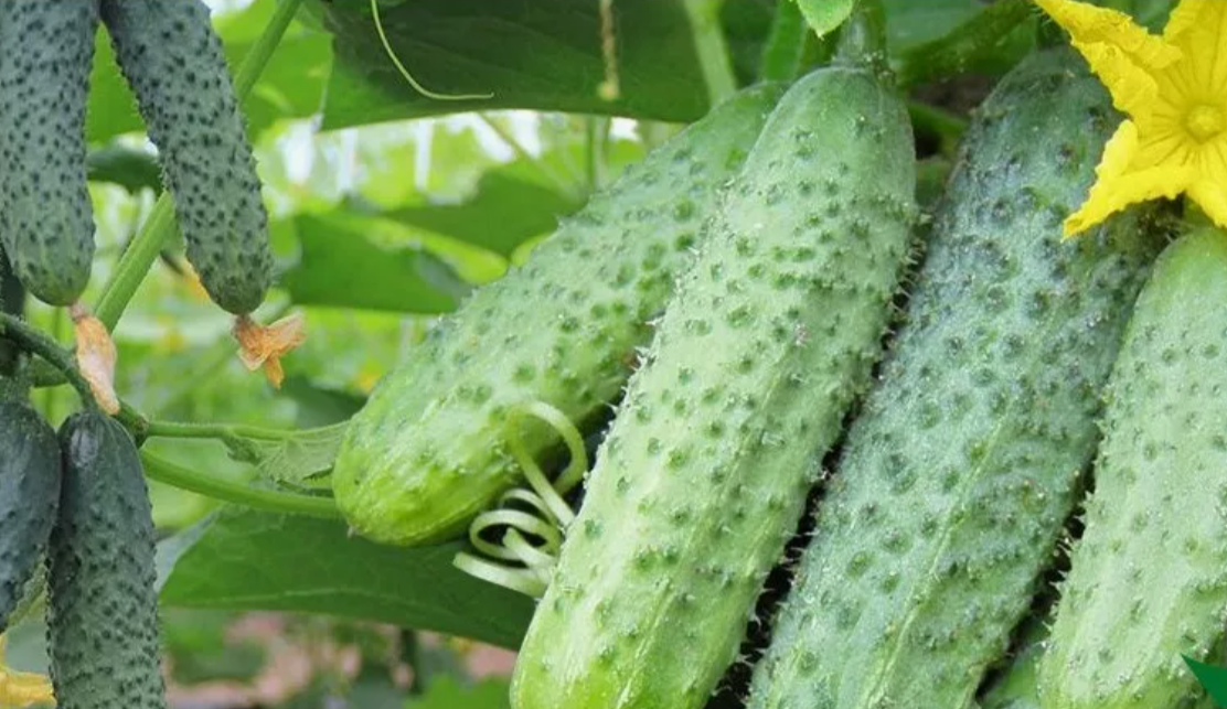 огурец Кураж F1