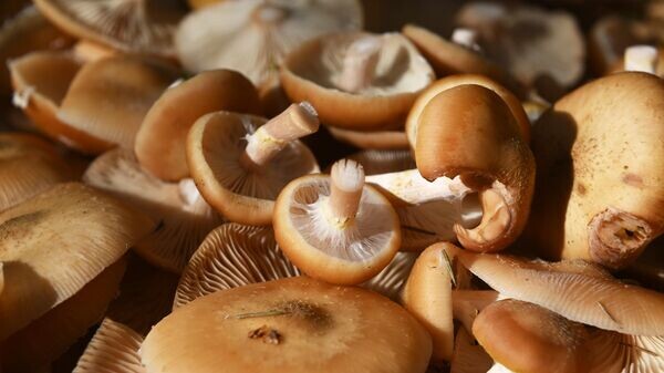    © Sputnik / Кирилл Каллиников