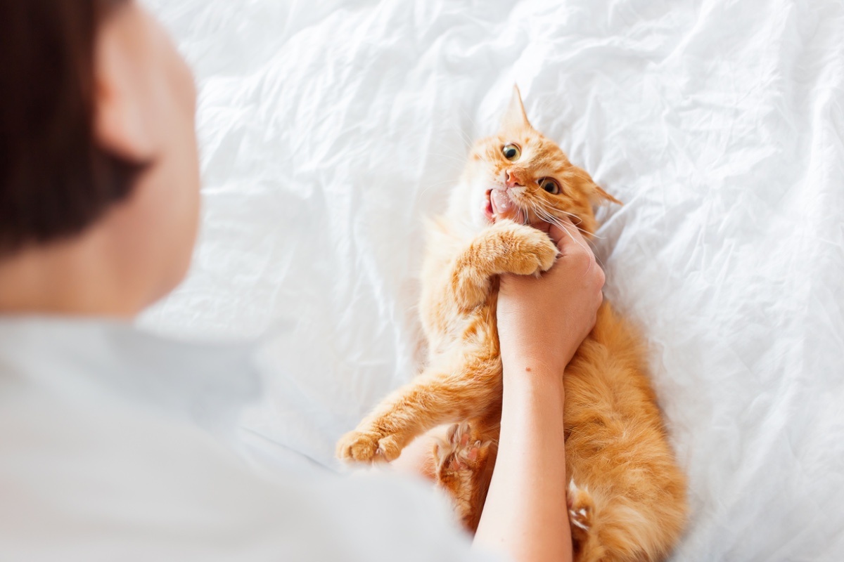 Konstantin Aksenov / Shuttersock / FOTODOM📷Чувствуя страх или угрозу, коты могут прибегнуть к укусам в качестве защитной реакции