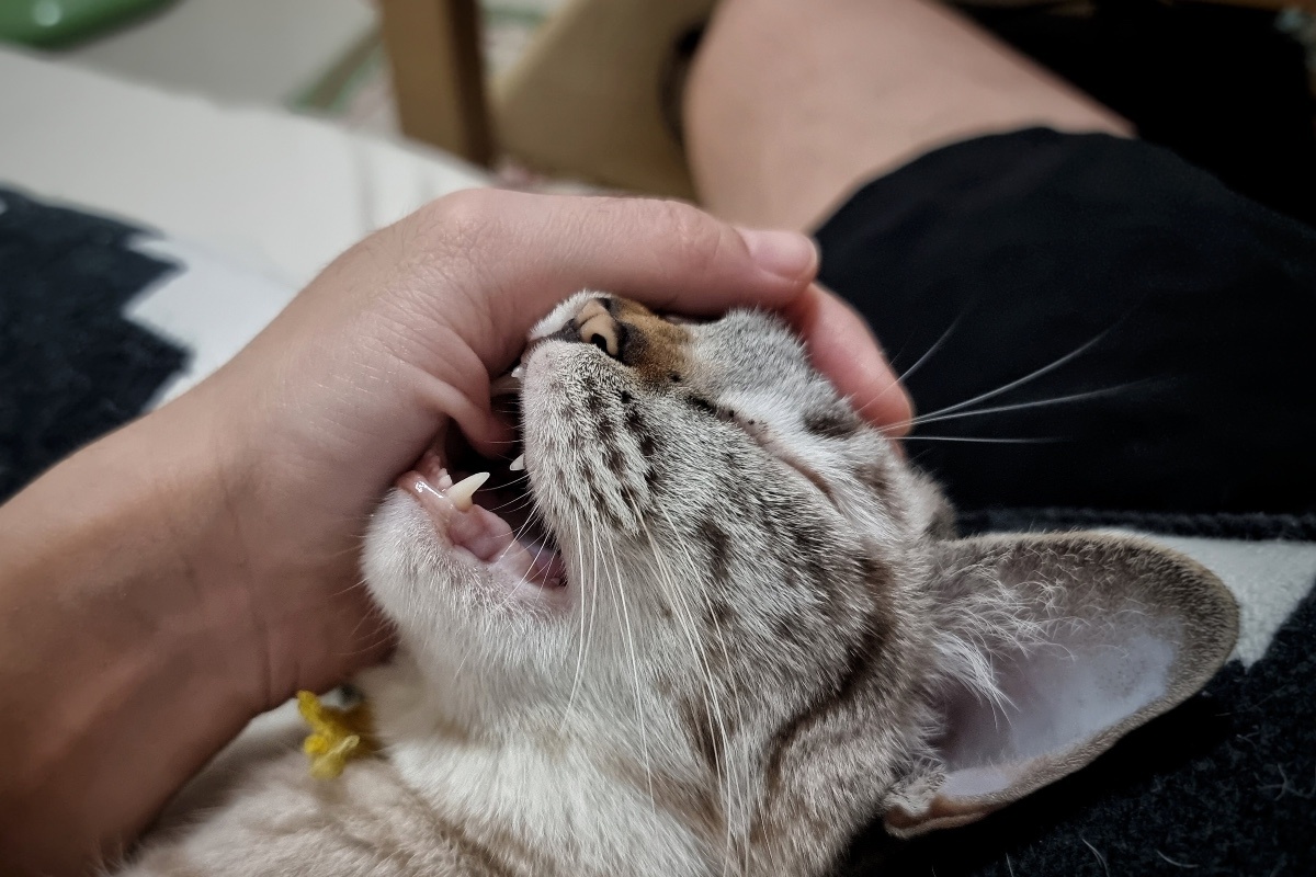 RJ22 / Shuttersock / FOTODOM📷Появление новой кошки на своей территории без надлежащего периода знакомства может вызвать агрессивное поведение питомца