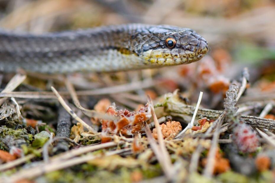    Patrick Pleul/ZB/Global Look Press