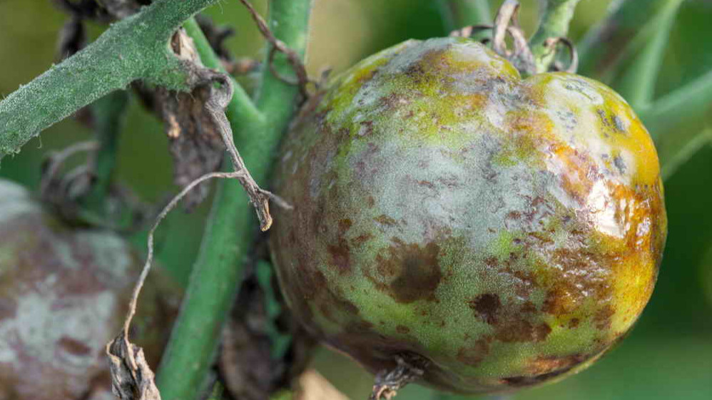 Вот так выглядели мои томаты после нашествия фитофторы - 25 тысяч рублей потерь за неделю