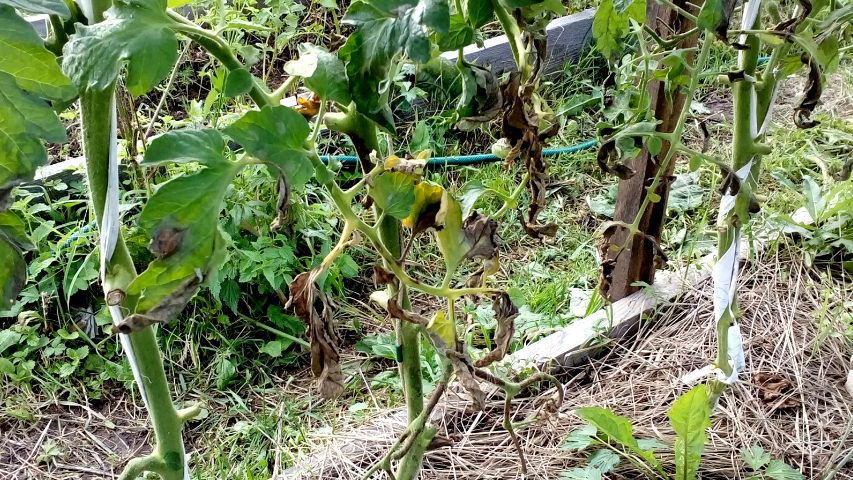 Так выглядят споры фитофторы на листе - обычные народные средства их не берут