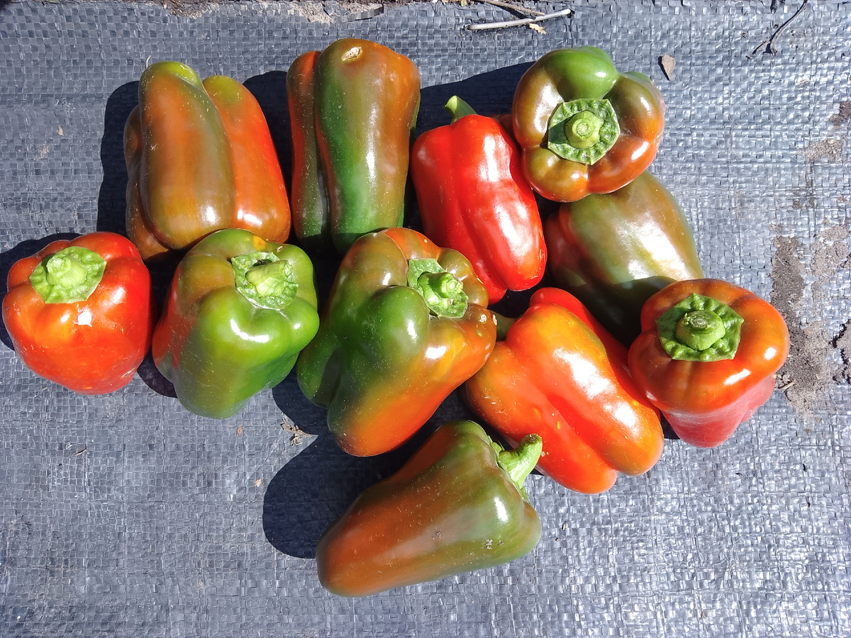 Столько спелых и бурых плодов перца «Красные щёчки» снято с одного куста. На кусте осталось ещё несколько зелёных плодов.