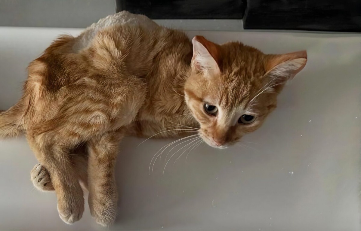 телеграм-канал «Mash»