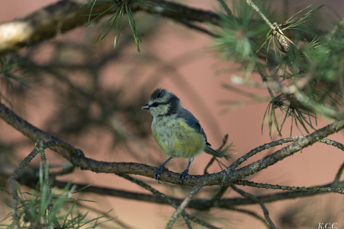Лазоревка, фото автора