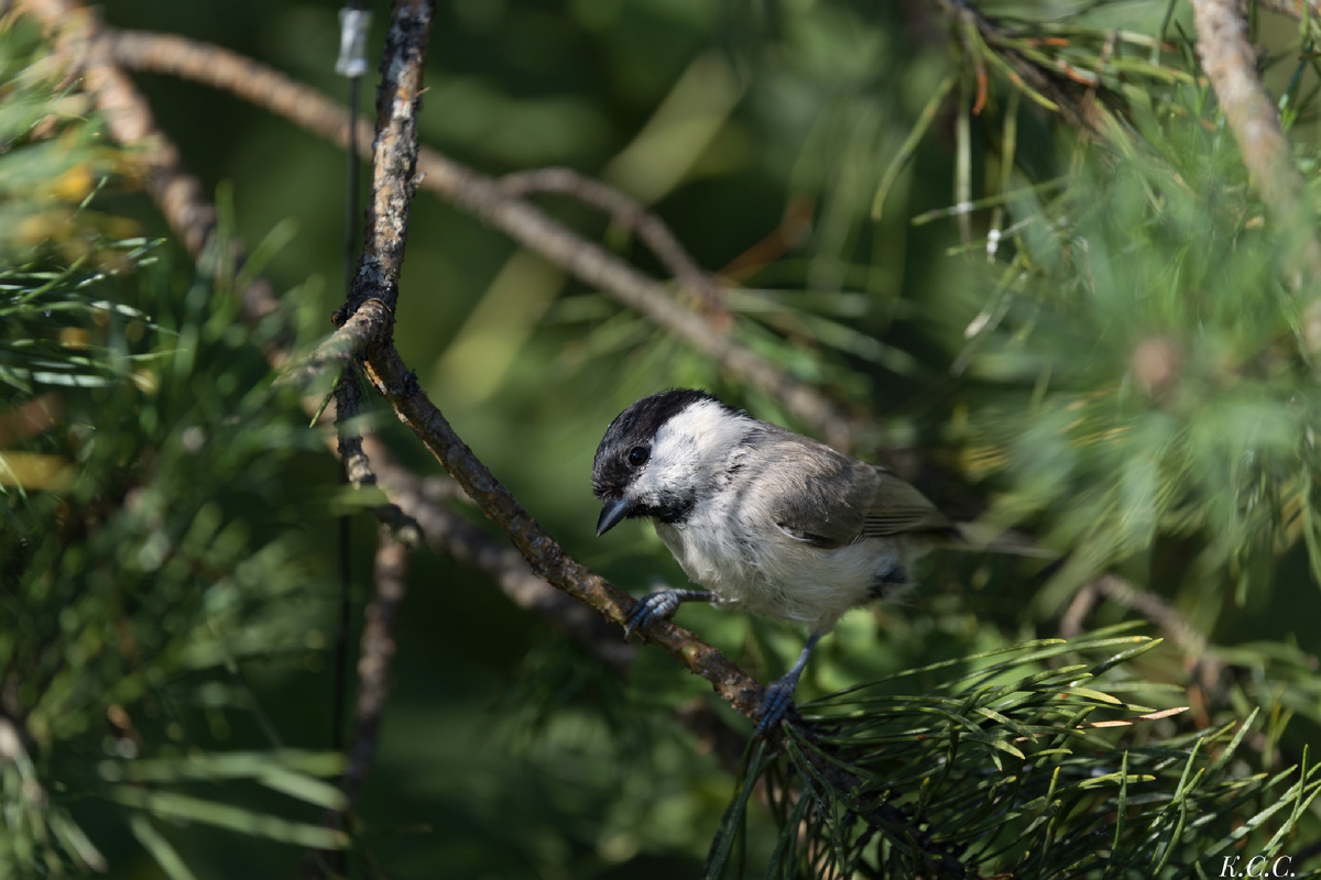 Буроголовая синица, пухляк, фото автора