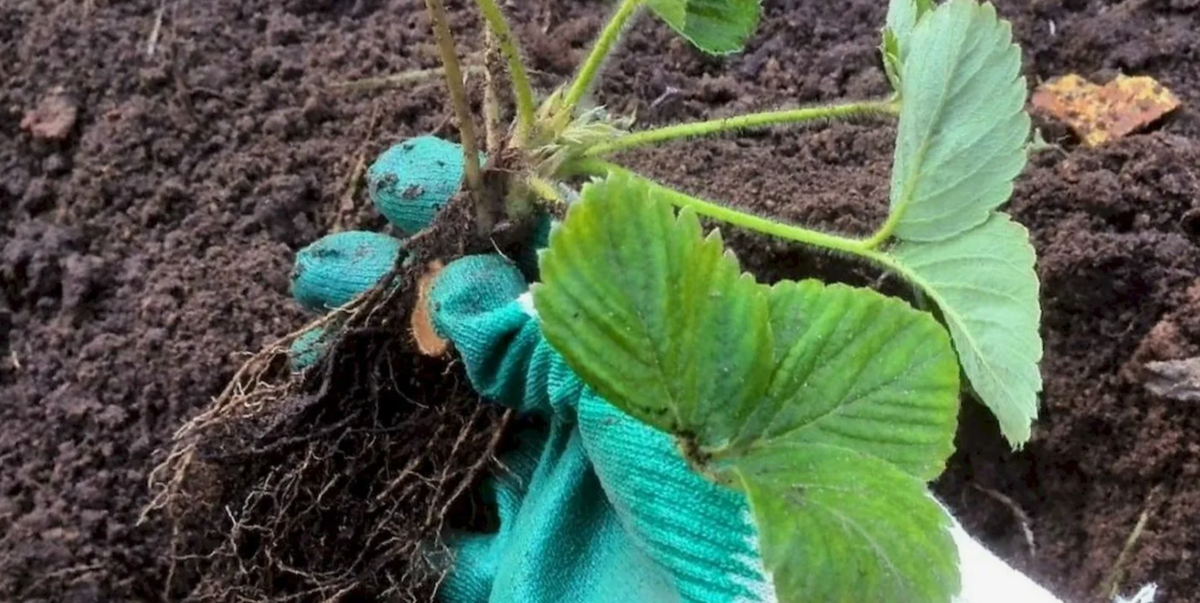 пересадка клубники в августе