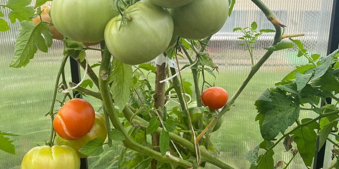 Хотите вырастить огромные помидоры?