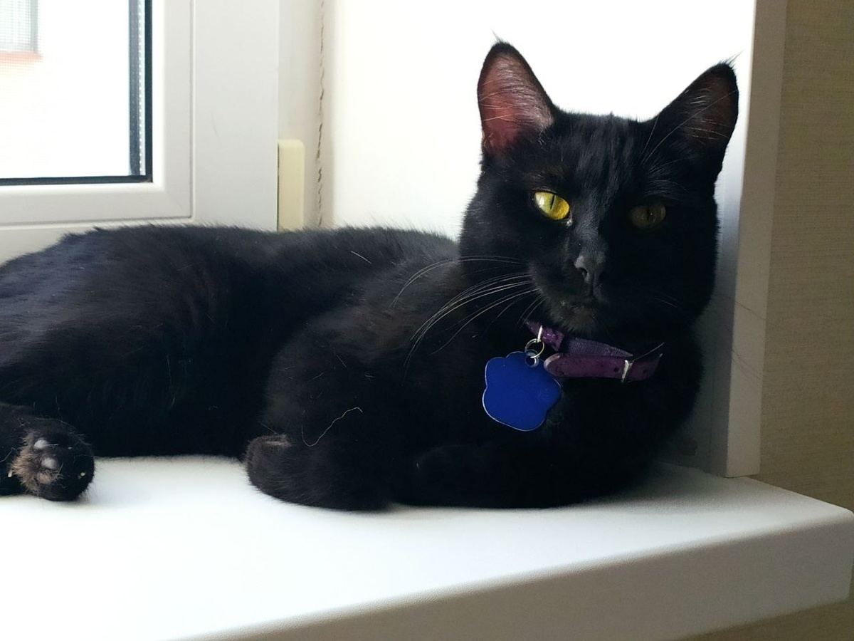 Мой любимый чернулик Степа❤️