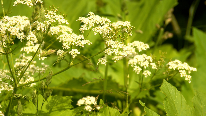   телеканал "Санкт-Петербург" / АО "ГАТР"