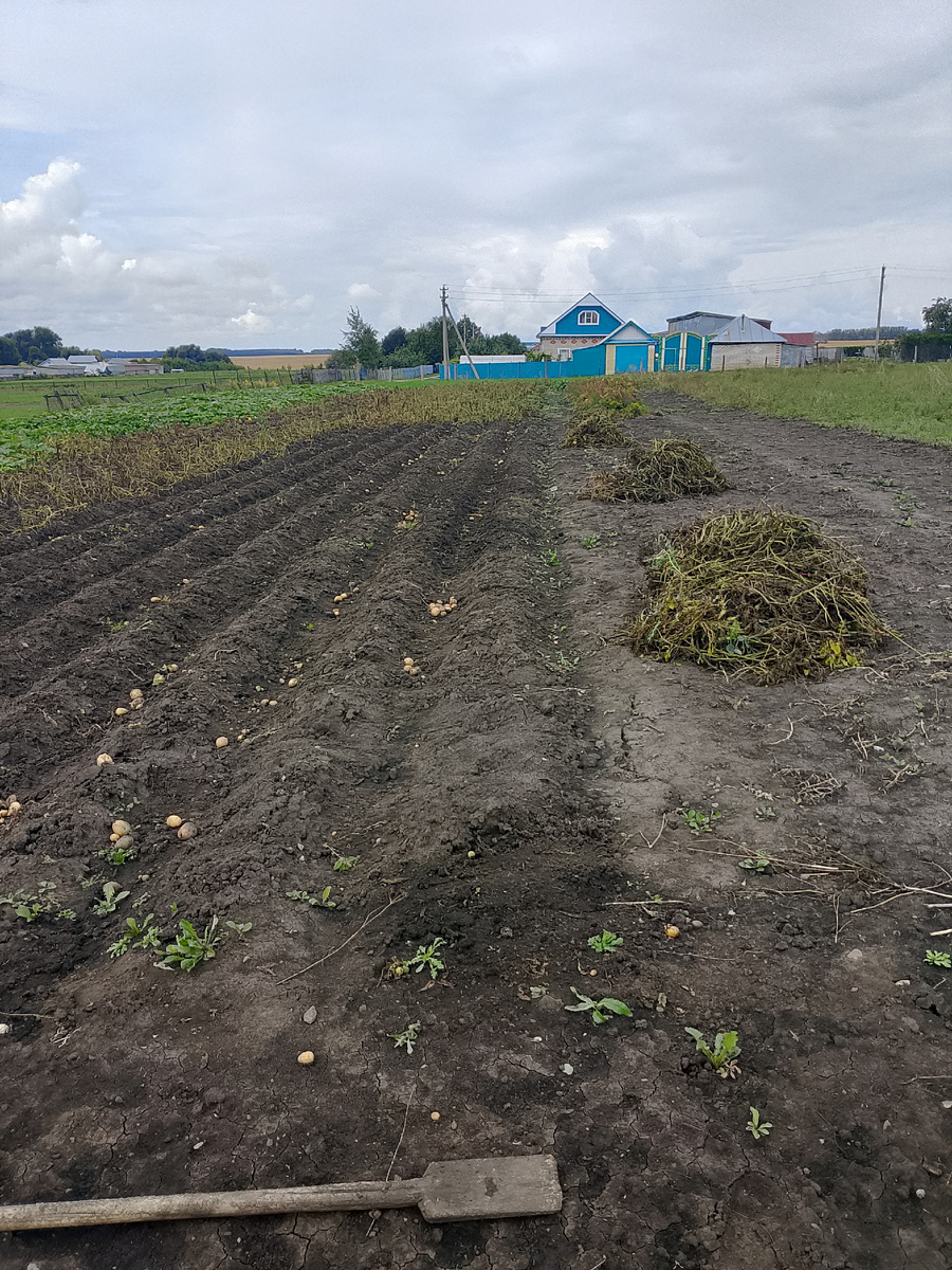 Начали убирать ботву 