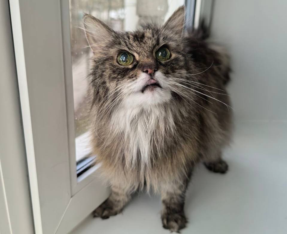 Ты сказала корм? Неси скорее