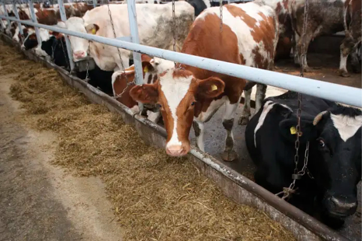    Фото: Известия Мордовии, источник: izvmor.ru