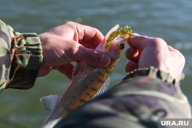 Рыбачка из ЯНАО поймала судака в Тюмени (фото из архива). Фото: Эдуард Корниенко © URA.RU