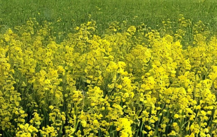    Фото: Медведева Анна, AgroXXI.ru