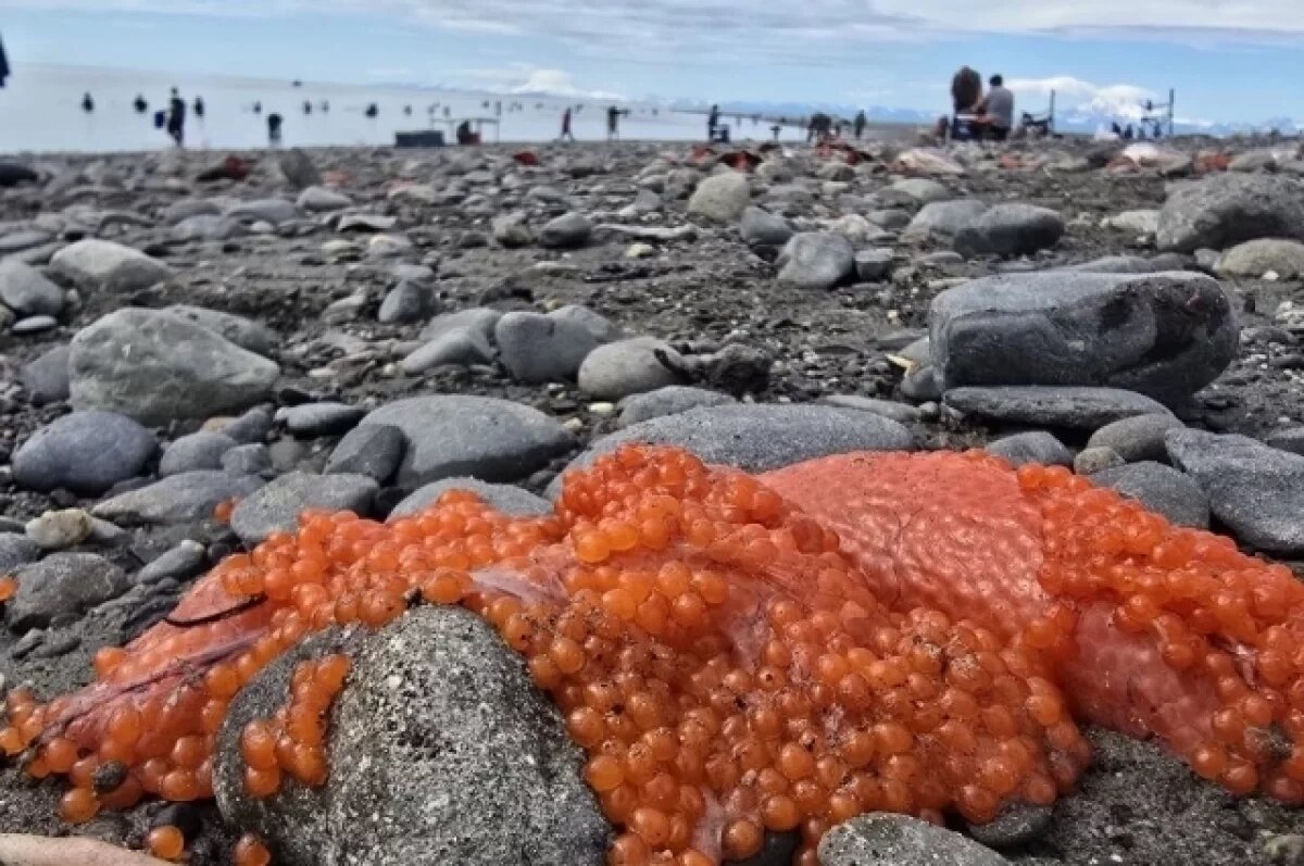    Опубликованы фото пейзажей Аляски, где пройдет встреча Путина и Трампа