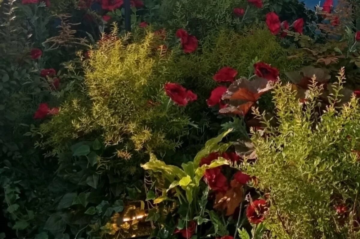    Карантин по повилике ввели на территории Ефремовского района