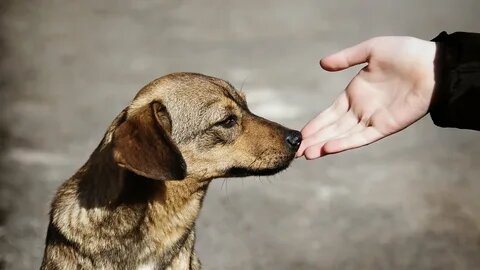 Чем травят собак догхантеры…