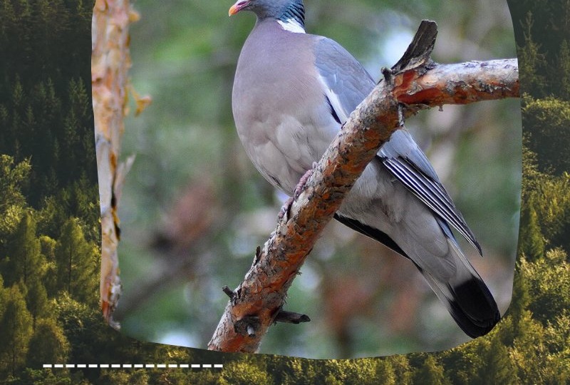 😯 Лесной голубь-великан! А что мы о нем знаем? 👇