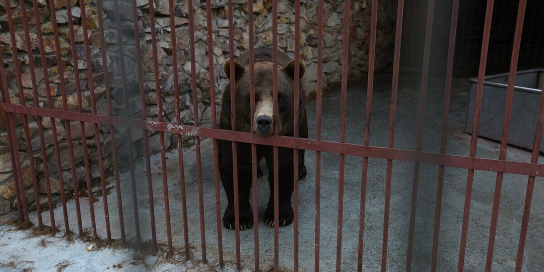 Под Магнитогорском медведя поселили в грязную клетку без домика